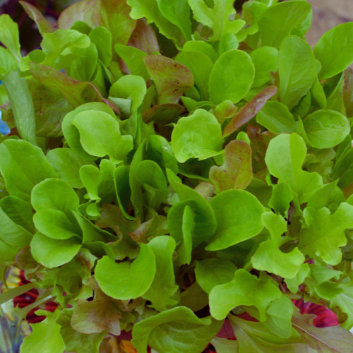 Baby leaf whole head mixed - leaf,