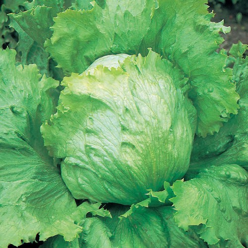 Lettuce saladin iceberg type - lettuce,