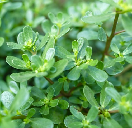 500x purslane winter miners - purslane,