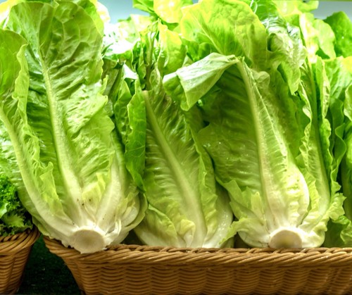 Cos lettuce paris white - cos,