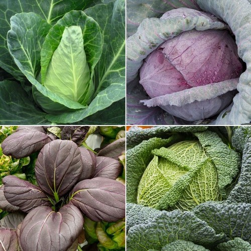 Cabbage seeds huge selection - -,