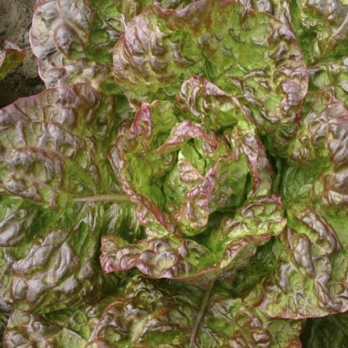 Lettuce marvel seasons - marvel, 4