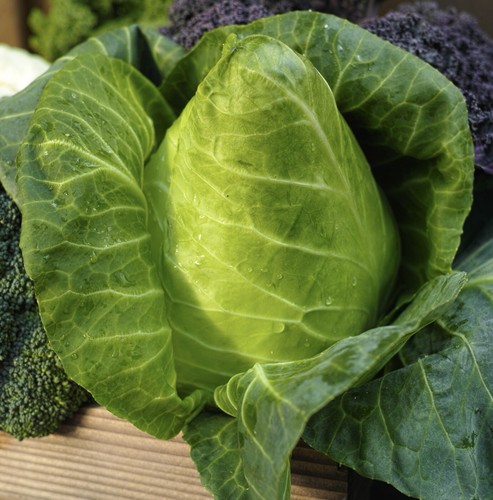 Cabbage greyhound seeds 700 - x,