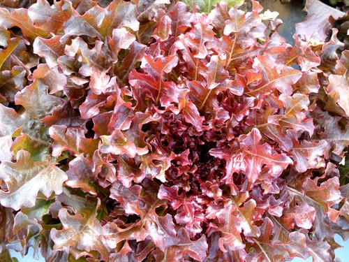 Lettuce salad bowl red 4 - , 5.4