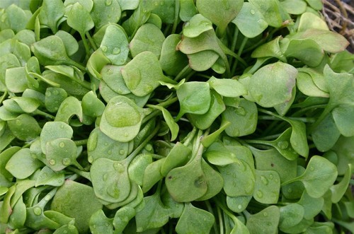 Organic winter miners - organic, lettuce
