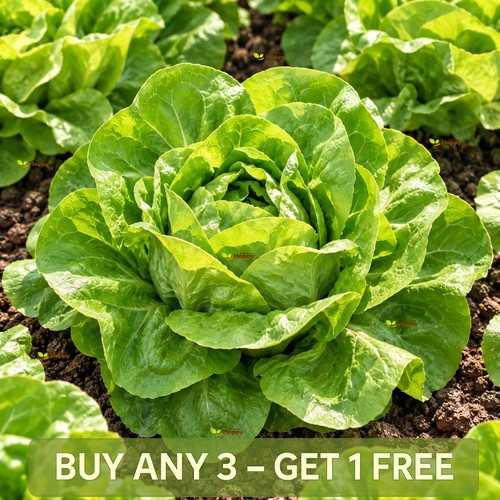 Lettuce may queen - queen, 1000