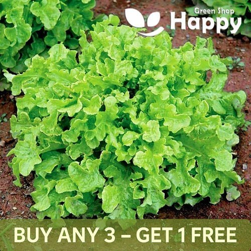 Vegetable seeds lettuce - vegetable,
