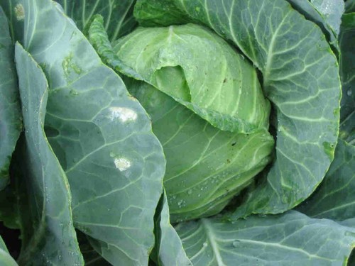 Cabbage golden acre 1400 - cabbage,