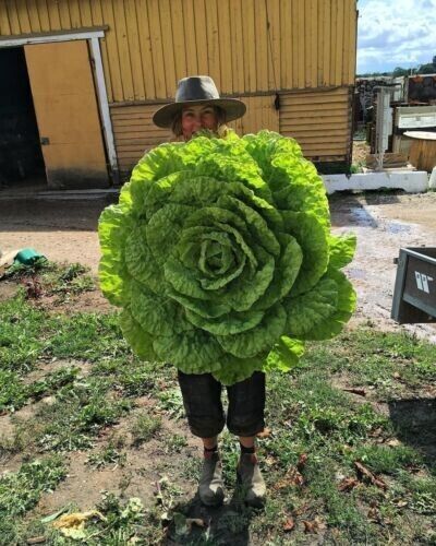 Giant lettuce seeds free - giant,