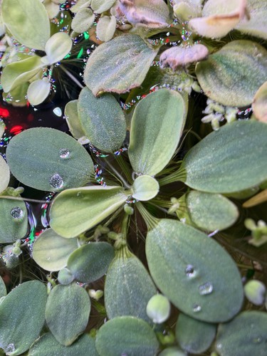 Live water lettuce floating - live,