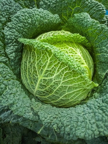 Cabbage seeds savoy - savoy,