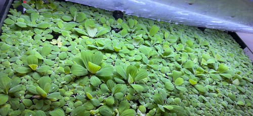 Live water lettuce floating - live,