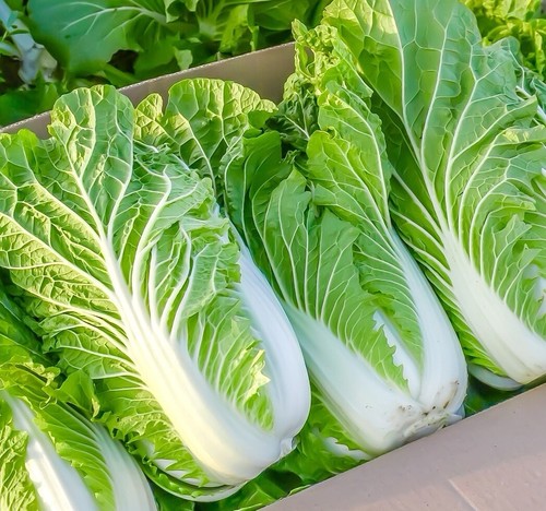 Chinese cabbage wong - chinese,