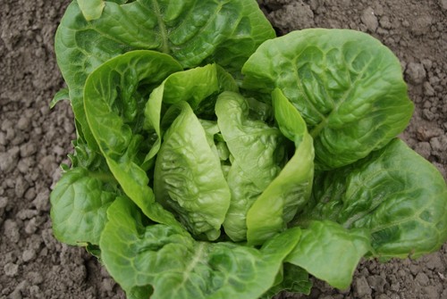 Lettuce little gem - gem, –