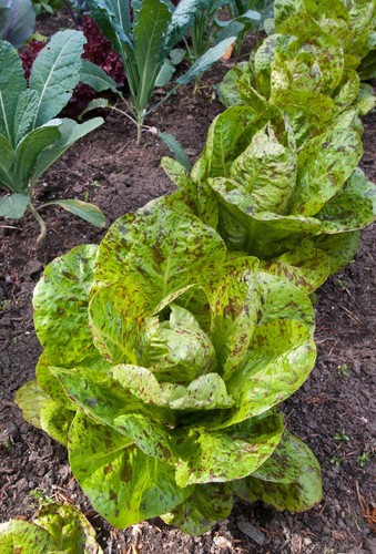 Vegetable lettuce freckles - vegetable,