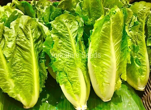 Lettuce romaine paris island - romaine,