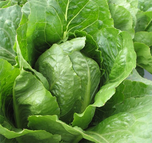 Organic lettuce romaine - organic,