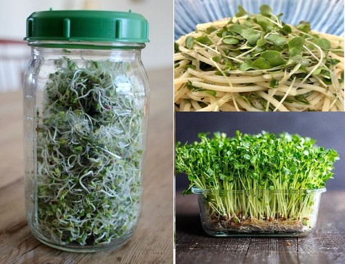 Organic sprouting seeds - organic, |