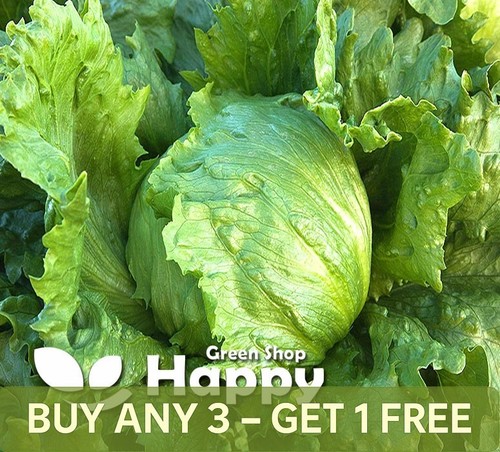 Vegetable iceberg lettuce - -,