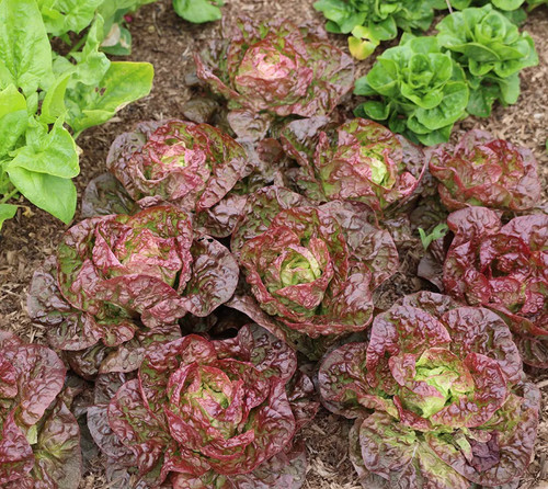 700x lettuce marvel four - lettuce,