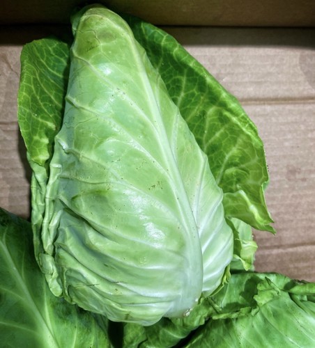 Green cabbage wheelers - green,