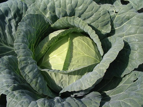 Organic cabbage brunswick - organic,