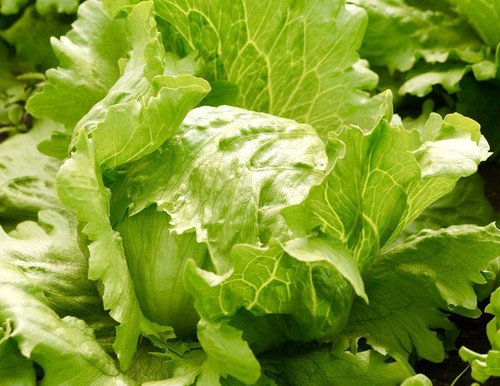 1100x lettuce iceberg - lettuce, ice