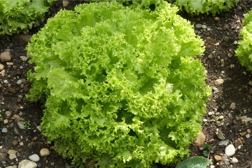 Vegetable lettuce simona - vegetable,