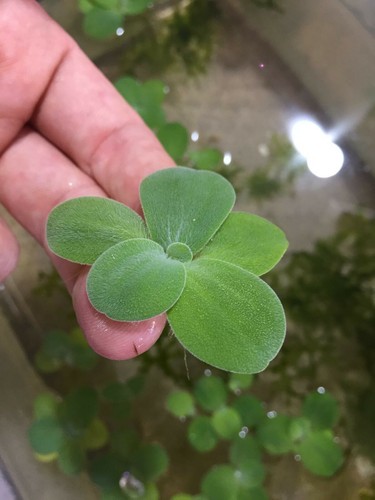 Water lettuce small - 25,