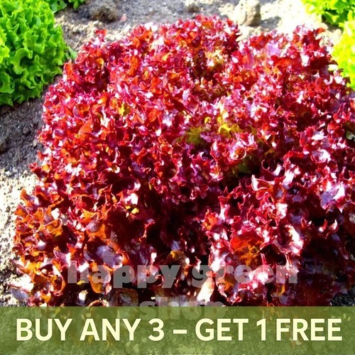 Vegetable seeds lettuce - vegetable,