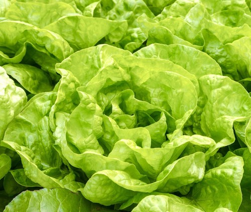 Vegetable lettuce little - vegetable,
