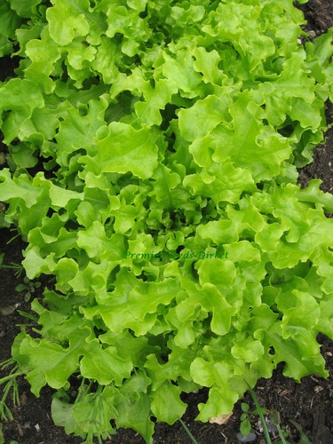Lettuce salad bowl green - green,
