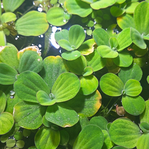 Live water lettuce floating - lettuce,