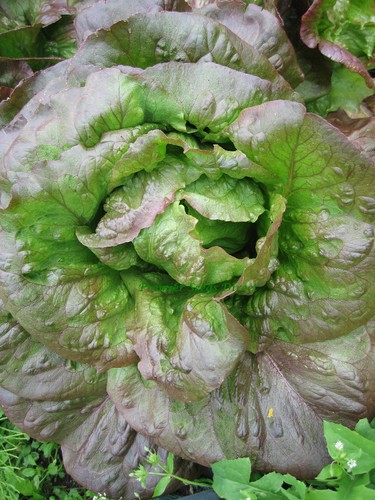 Lettuce red cimmaron romaine - red,