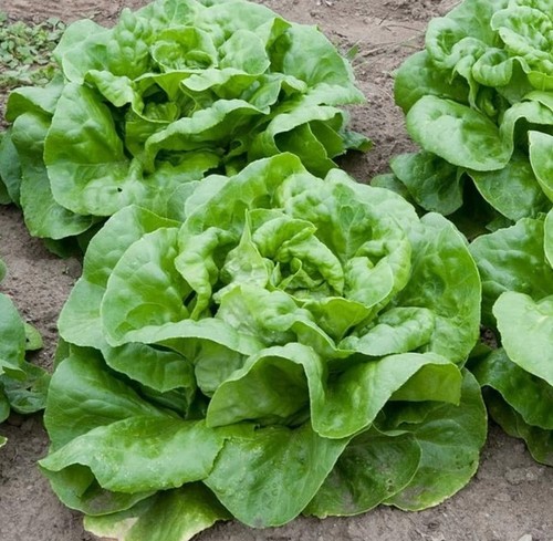 1000 lettuce arctic - x, king
