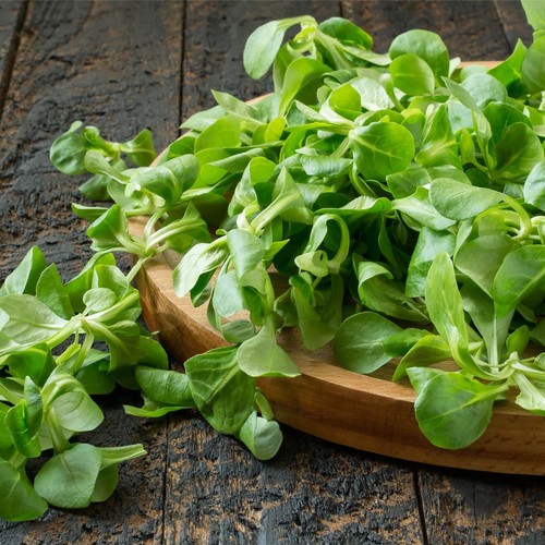 Lambs lettuce seeds 305 corn - lettuce,