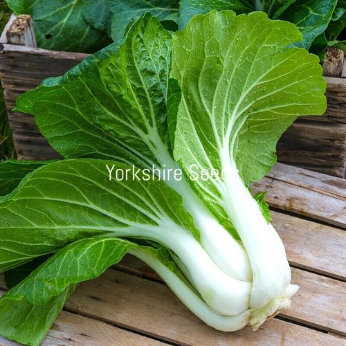 Giant pak choi chinese - pak, cabbage