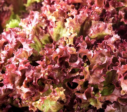 Lettuce lolla rossa 2100x - lettuce,