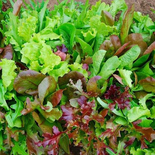 Italian mix baby - mix, salad
