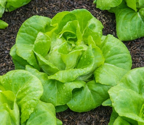 1000 lettuce all - x,