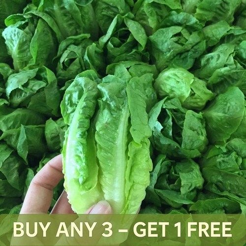Vegetable seeds lettuce - lettuce, little