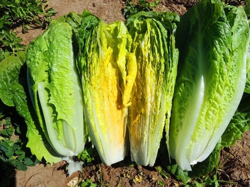 Lettuce romaine parris - romaine,