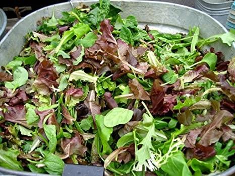 Lettuce french salad leaves - french,