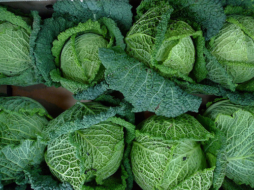 Cabbage savoy perfection 1000 - ,