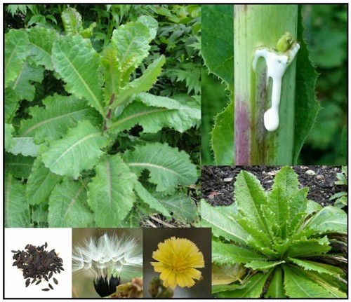 True wild lettuce - lettuce, seeds