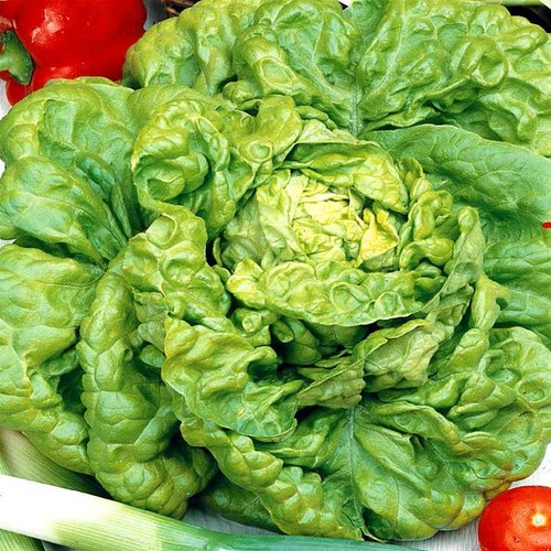 Lettuce all year - year, grams