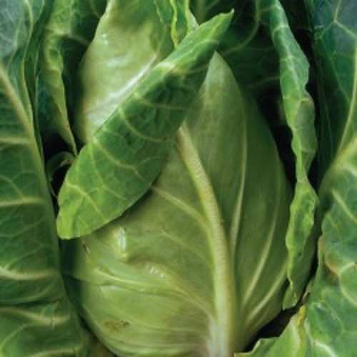 Cabbage greyhound hispi