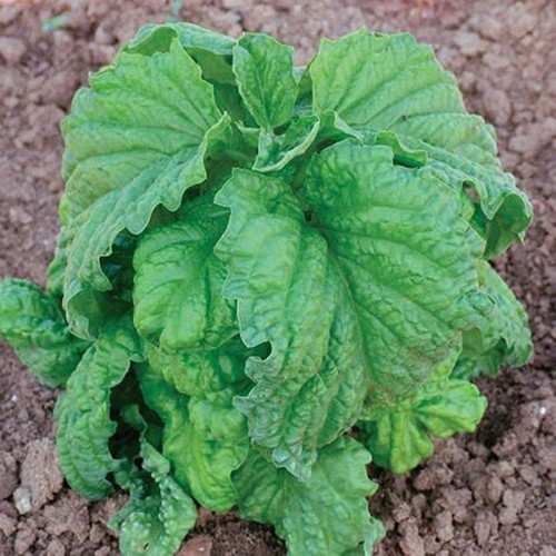 Basil lettuce leaf herb ocimum - lettuce,