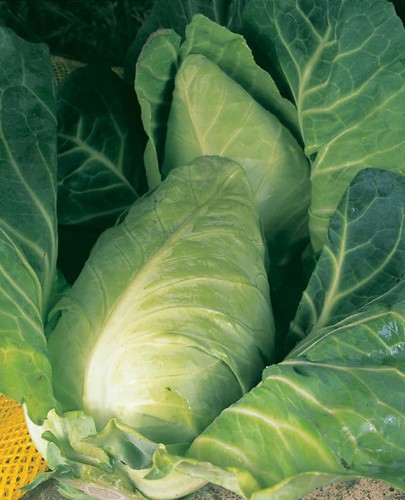 Cabbage durham early gram - durham,