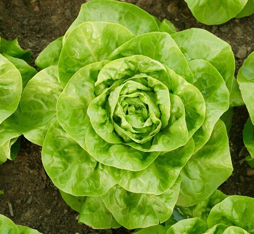 Lettuce arctic king butterhead - lettuce,